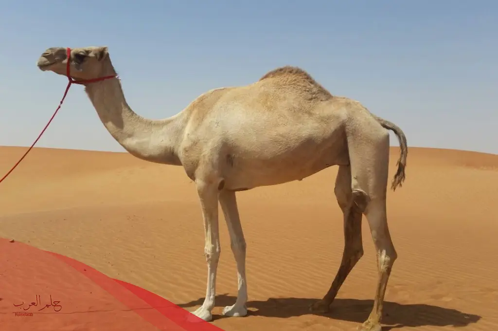 تفسير رؤية الجمل في المنام للعزباء والحامل والمتزوجة