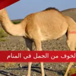 تفسير حلم الخوف من الجمل في المنام للمتزوجة والعزباء لابن سيرين