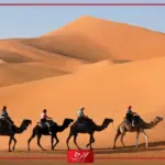 الشعلان وش يرجعون ..شجرة عائلة الشعلان