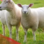 تفسير حلم الخرفان البيض في المنام لابن سيرين
