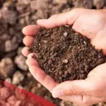 تفسير حلم اكل التراب في المنام لابن سيرين