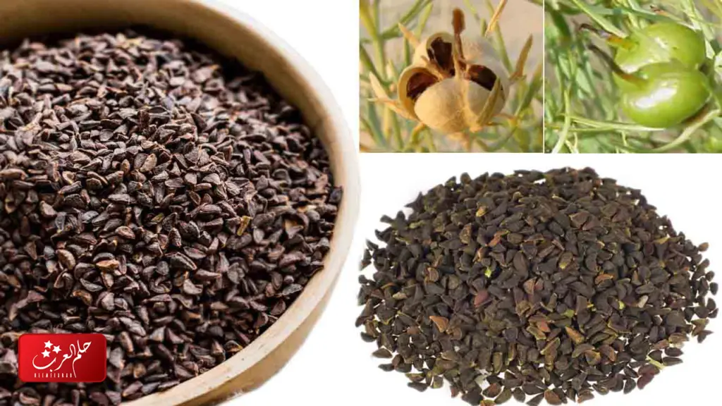 تجربتي مع بخور الحرمل وأفضل وقت لعمل التبخيرة