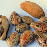 متى يبدأ مفعول حبة الملوك؟