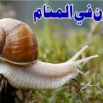 تفسير رؤية الحلزون في المنام وما دلالته للعزباء