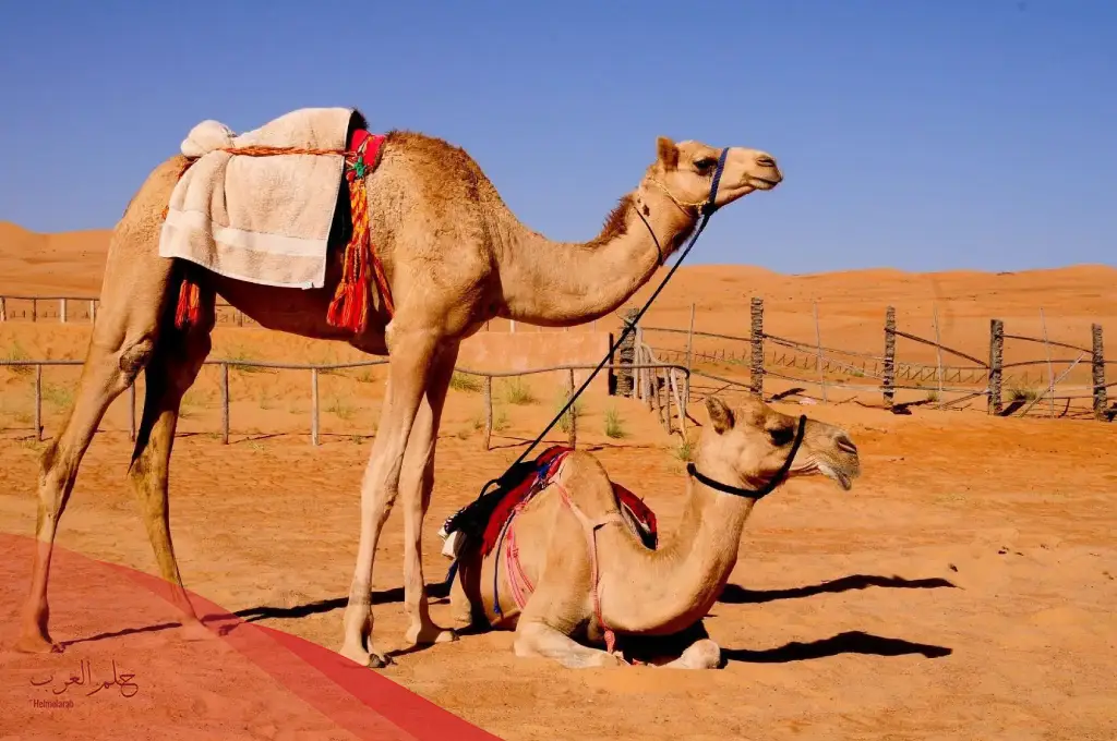 تفسير رؤية الجمل في المنام للعزباء والحامل والمتزوجة