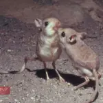 حيوان بحرف الياء له اربع ارجل فمن هو؟