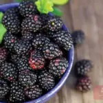فوائد التوت الأسود للرجال والنساء