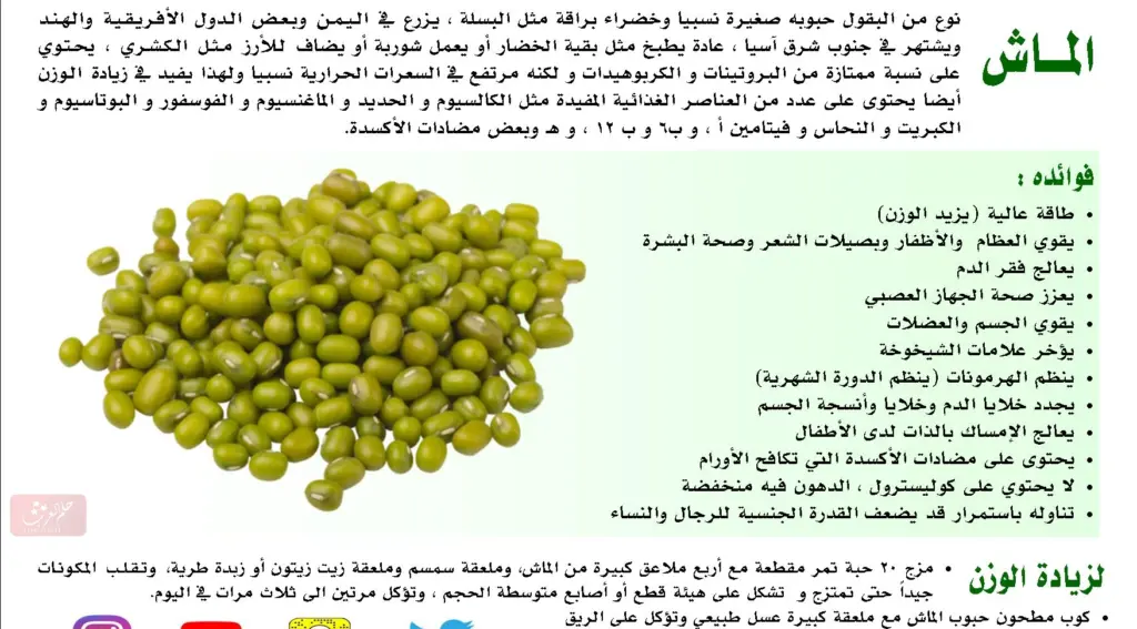 تجربتي مع الماش لتسمين الارداف