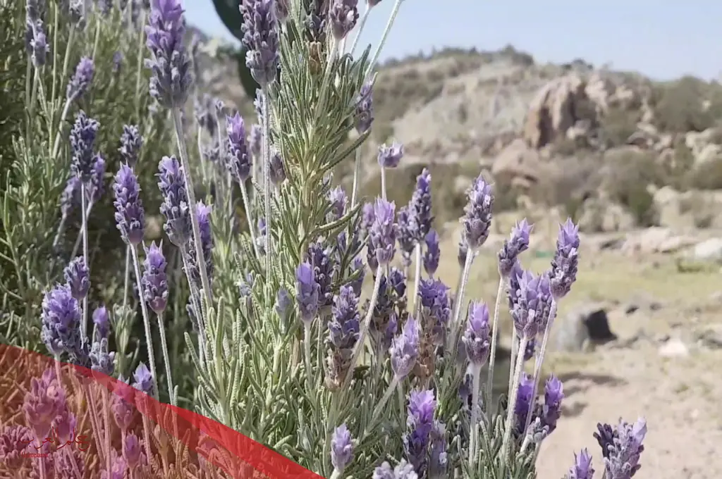 نبات بحرف الضاد .. أسماء نبات تبدأ بحرف ض