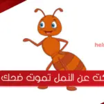 نكت عن النمل تموت ضحك 2024