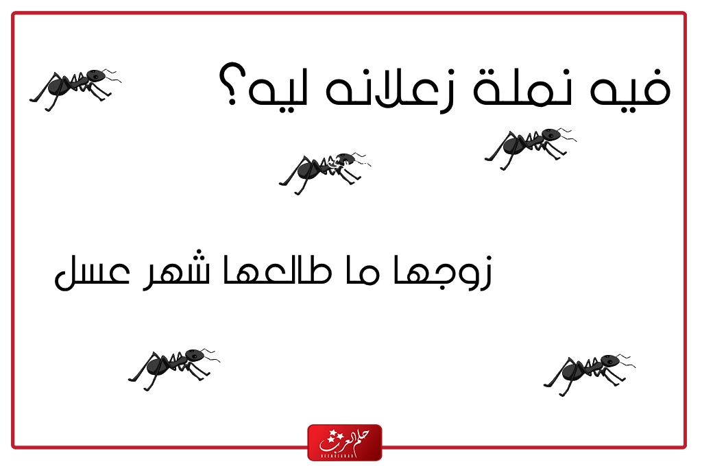 نكت عن النمل تموت ضحك 2024