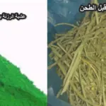 فوائد عشبة الرزنة جابر القحطاني