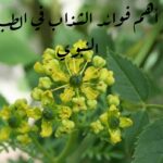 أهم فوائد الشذاب في الطب النبوي وأبرز استخداماته