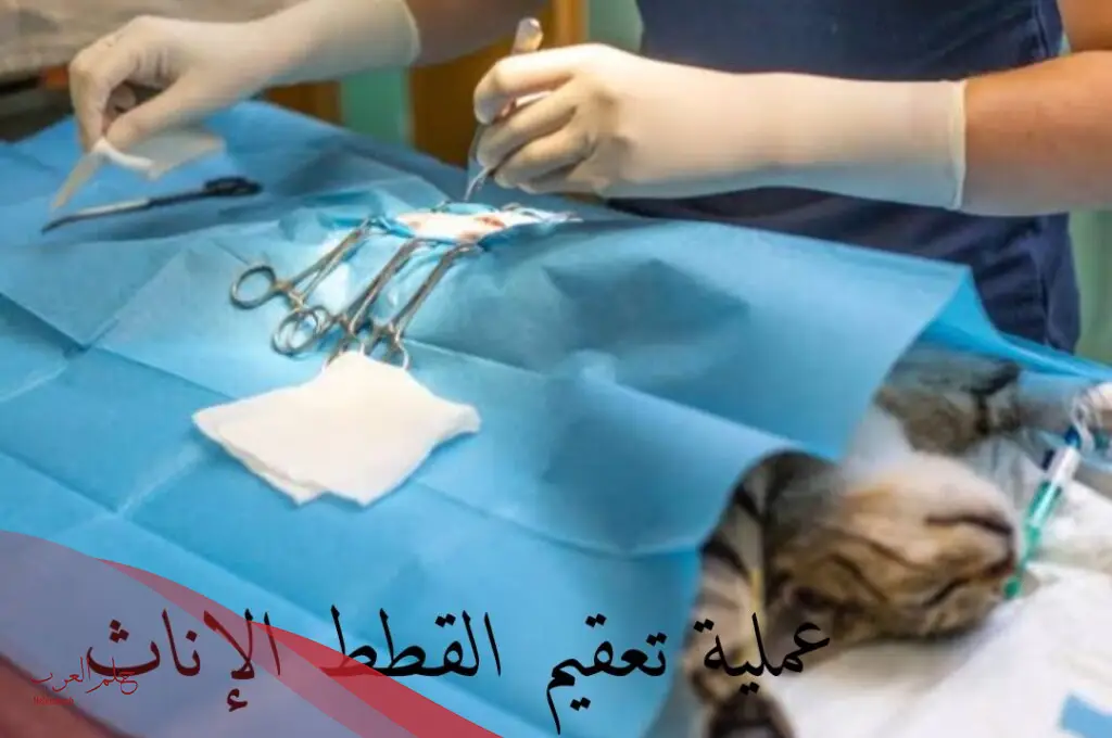 تجربتي مع تعقيم قطتي، وهل تموت القطط بعد التعقيم