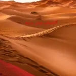 الشبيلي وش يرجع: شجرة عائلة الشبيلي