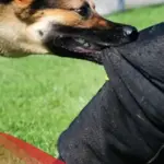 تفسير حلم عضة كلبة في اليد في المنام لابن سيرين