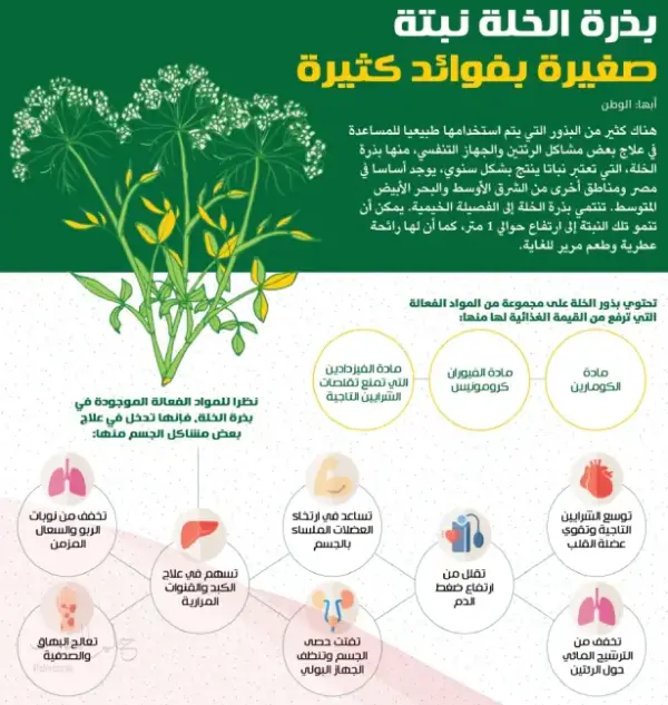 تجربتي مع بذرة الخلة أبرز فوائدها وطريقة استخدامها
