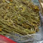 تجربتي مع عشبة المدينة للحمل