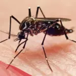 تجربتي مع حمى الضنك، طرق علاجها ومدة الشفاء