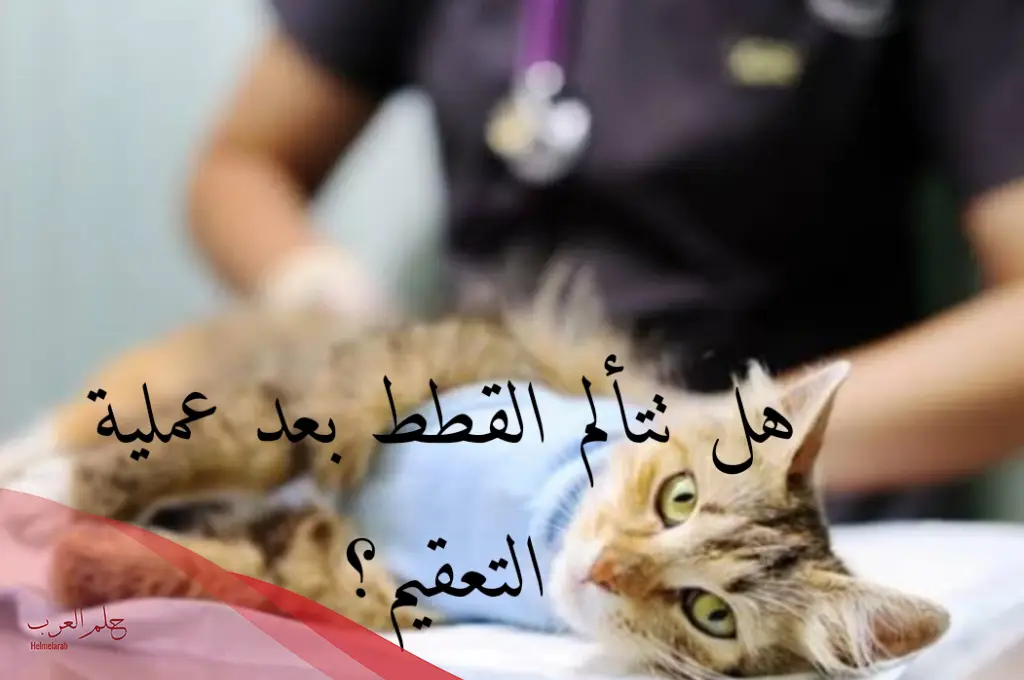 تجربتي مع تعقيم قطتي، وهل تموت القطط بعد التعقيم