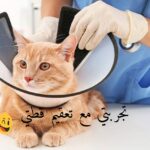 تجربتي مع تعقيم قطتي، وهل تموت القطط بعد التعقيم