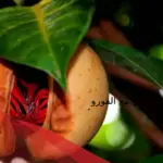 تجربتي مع القورو فوائدها وطريقة استخدامها