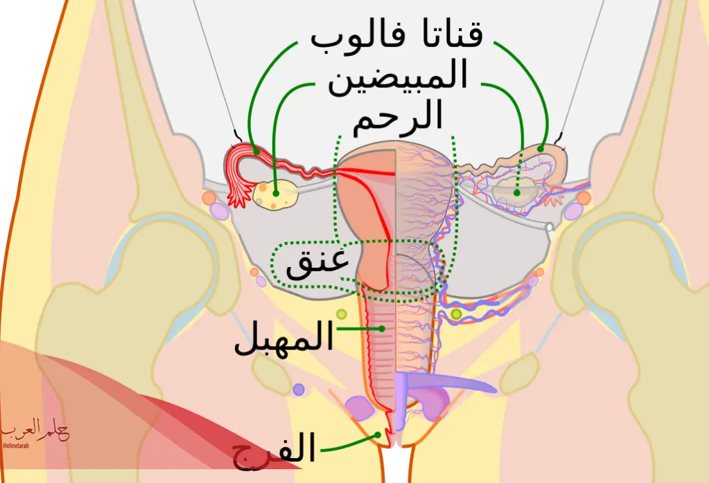 تجربتي مع التشنج المهبلي واسرع علاج لشفاء بالتمارين