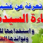 عشبة عباءة السيدة جابر القحطاني