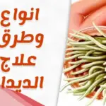 كيفية التخلص من ديدان المؤخرة نهائياً