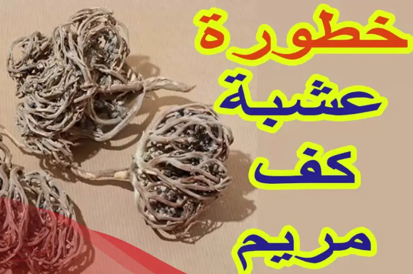 كف مريم للحمل جابر القحطاني 