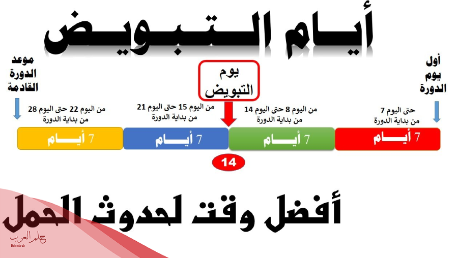 متى يبدأ التبويض بعد ترك حبوب منع الحمل