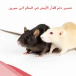 تفسير حلم الفأر الأبيض في المنام لابن سيرين