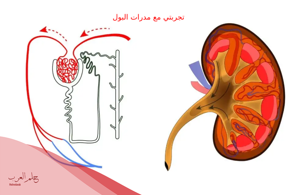 تجربتي مع مدرات البول معلومات عنها وطريقة استخدامها