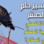 تفسير حلم الصقر للمتزوجة والعزباء لابن سيرين