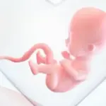 متى يرتفع هرمون الحمل بعد ترجيع الاجنه