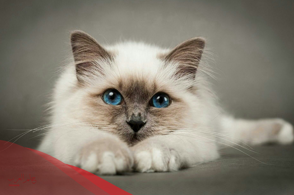 كيف تجعل القط يأتي اليك ولا تخاف منك