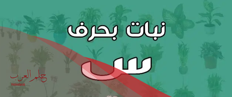 إسم فاكهة بحرف السين: 8 فواكه بحرف س