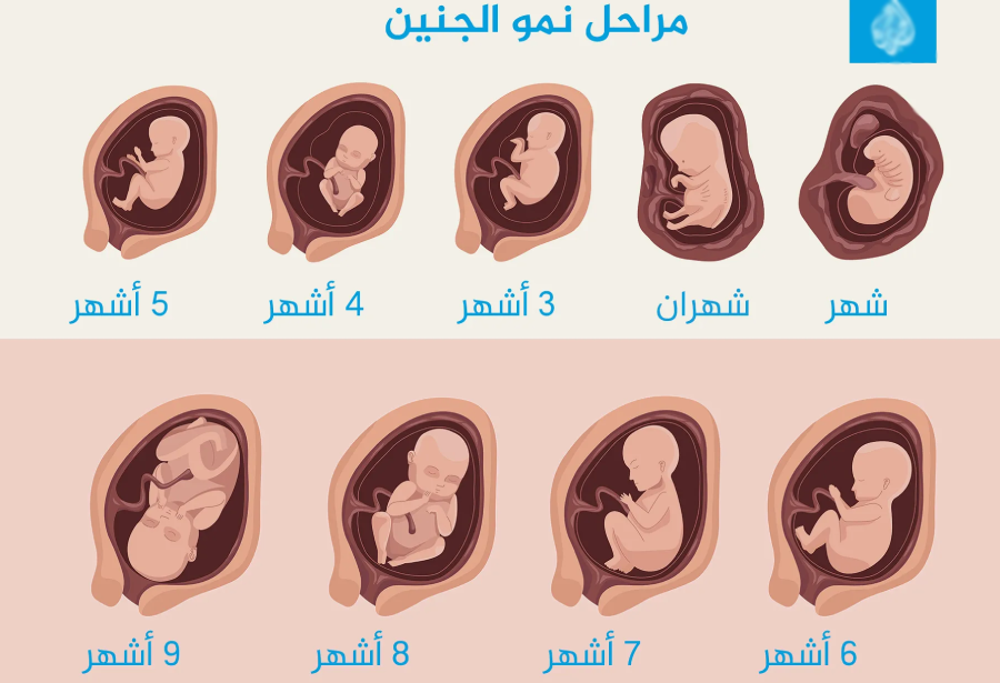اين يكون الجنين في الشهر الخامس وكيف تكون حركته بالصور
