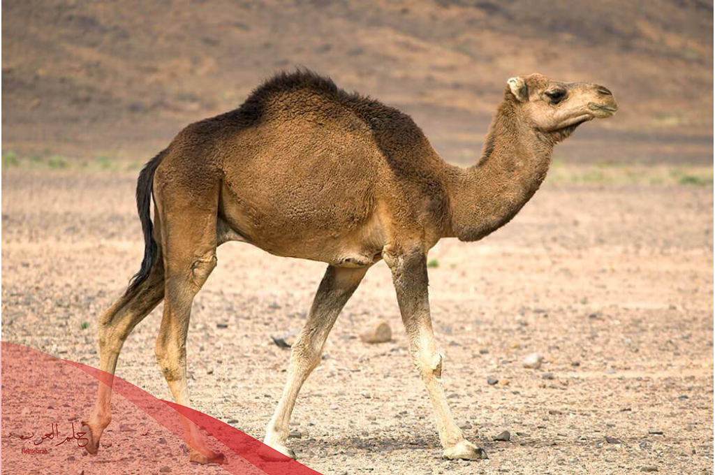 أسماء 10 حيوان بحرف ج الجيم