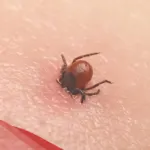 دعاء لطرد البق من المنزل مجرب