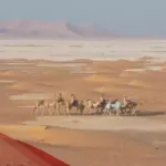 الزعبي وش يرجع شجرة نسب الزعبي
