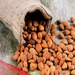 تجربتي مع بذور المشمش وكيفية استعماله واهم الامراض التي تعالجها