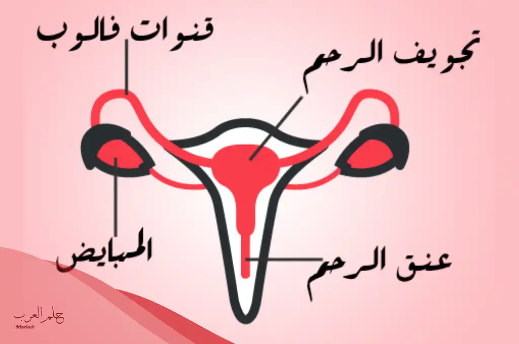كيف يكون عنق الرحم قبل الدورة بيوم