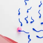 هل تشوهات الحيوانات تسبب الاجهاض وتشوه الجنين