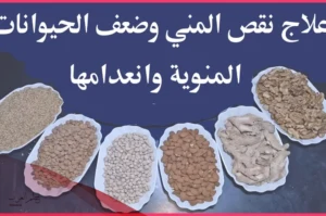 علاج ضعف الحيوان المنوى بالقران والأعشاب علاج ضعف الحيوان المنوى بالقران والأعشاب