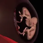 كيف اعرف ان رأس الجنين تحت من حركته عالم حواء