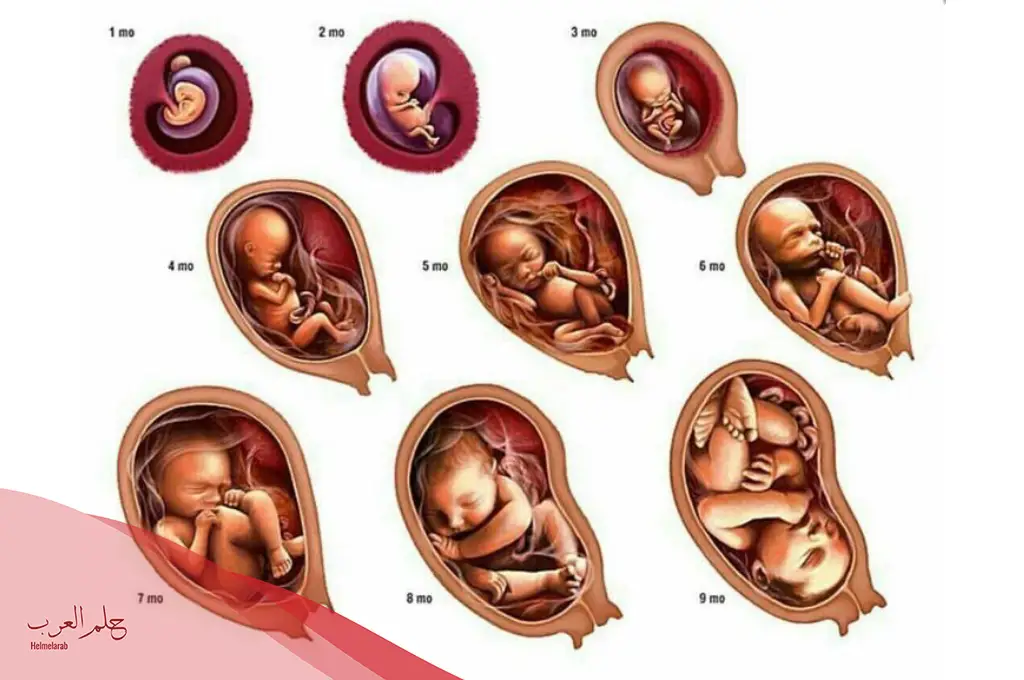 هل يبان نوع الجنين في الأسبوع 13 من الحمل؟