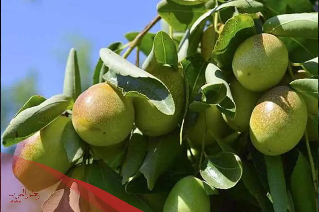 إسم نبات بحرف الجيم، تعرف على اشهر 7 نباتات تبدا بحرف ج