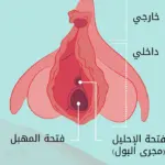 هل تختفي اللحمة الوردية بعد فض الغشاء
