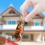 من اين تاتي الصراصير الصغيرة وكيفية القضاء عليها نهائيا